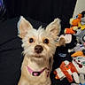 dog, puppy, small_dog, chihuahua, pet, animal, canine, pointy_ears, brown_fur, cream_fur, pink_collar, collar, sitting, portrait, close_up, cute, alert, indoors, stuffed_animals, black_background