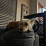 Honey is registered to the contest to win money with this photo: dog, small_dog, scruffy_dog, white_dog, brown_dog, pet, animal, lying_down, resting, portrait, indoors, armchair, chair, furniture, fan, window, blinds, kitchen, home, cozy