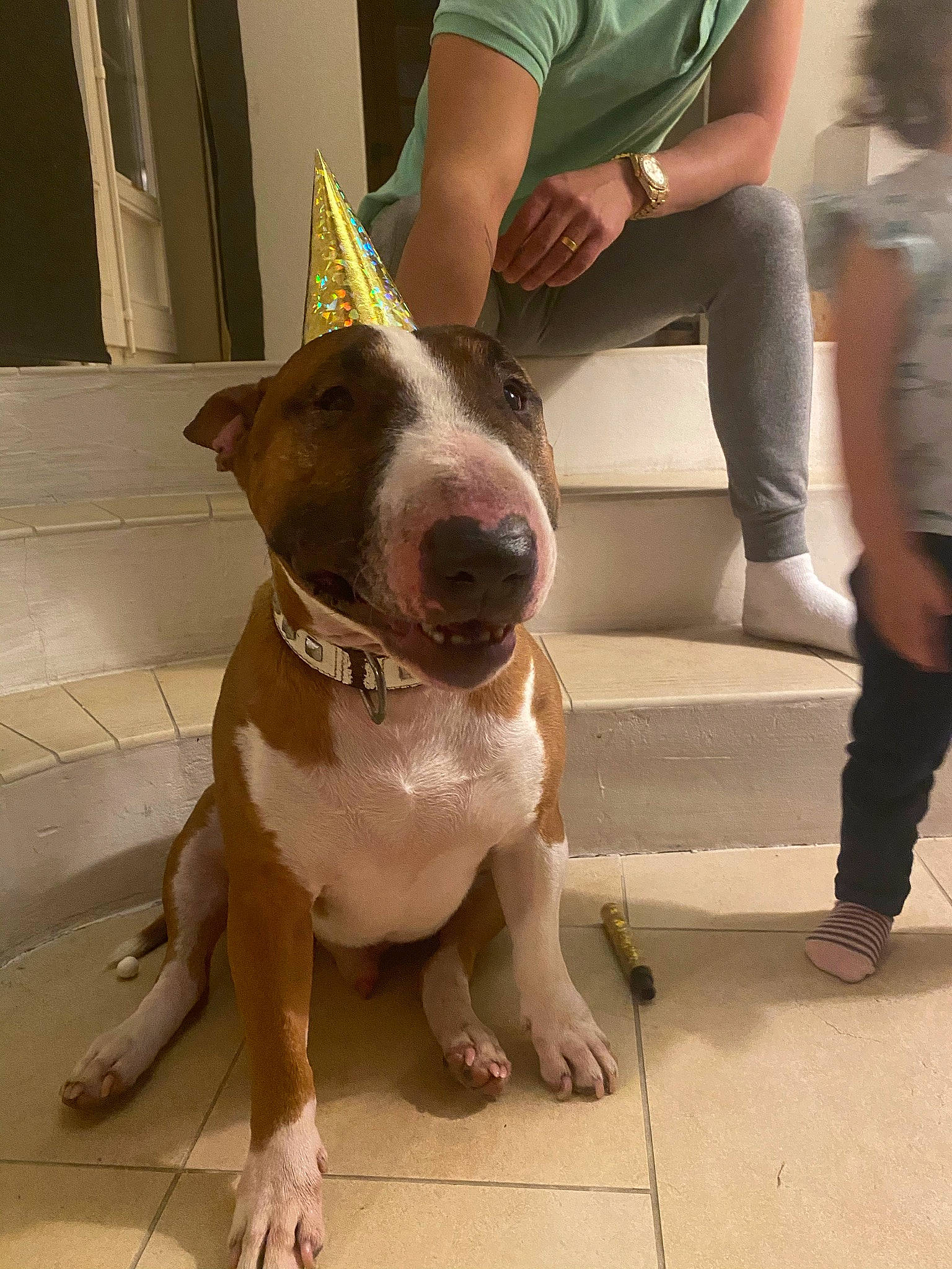 Gohan participe au concours pour gagner de l'argent avec cette photo : canidae, carnivore, collar, companion_dog, dog, dog_breed, dog_collar, fawn, footwear, jaw, leash, liver, mammal, pet_supply, shoe, snout, sporting_group, vertebrate, whiskers, working_animal