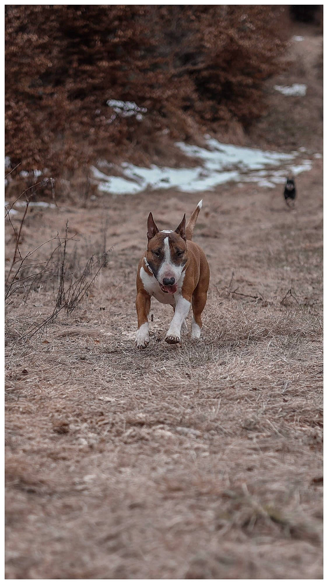 Gohan participe au concours pour gagner de l'argent avec cette photo : boston_terrier, canidae, carnivore, companion_dog, dog, dog_breed, fawn, grass, hound, landscape, lure_coursing, non_sporting_group, scent_hound, soil, sporting_group, tail, terrestrial_animal, terrier, wildlife, wood
