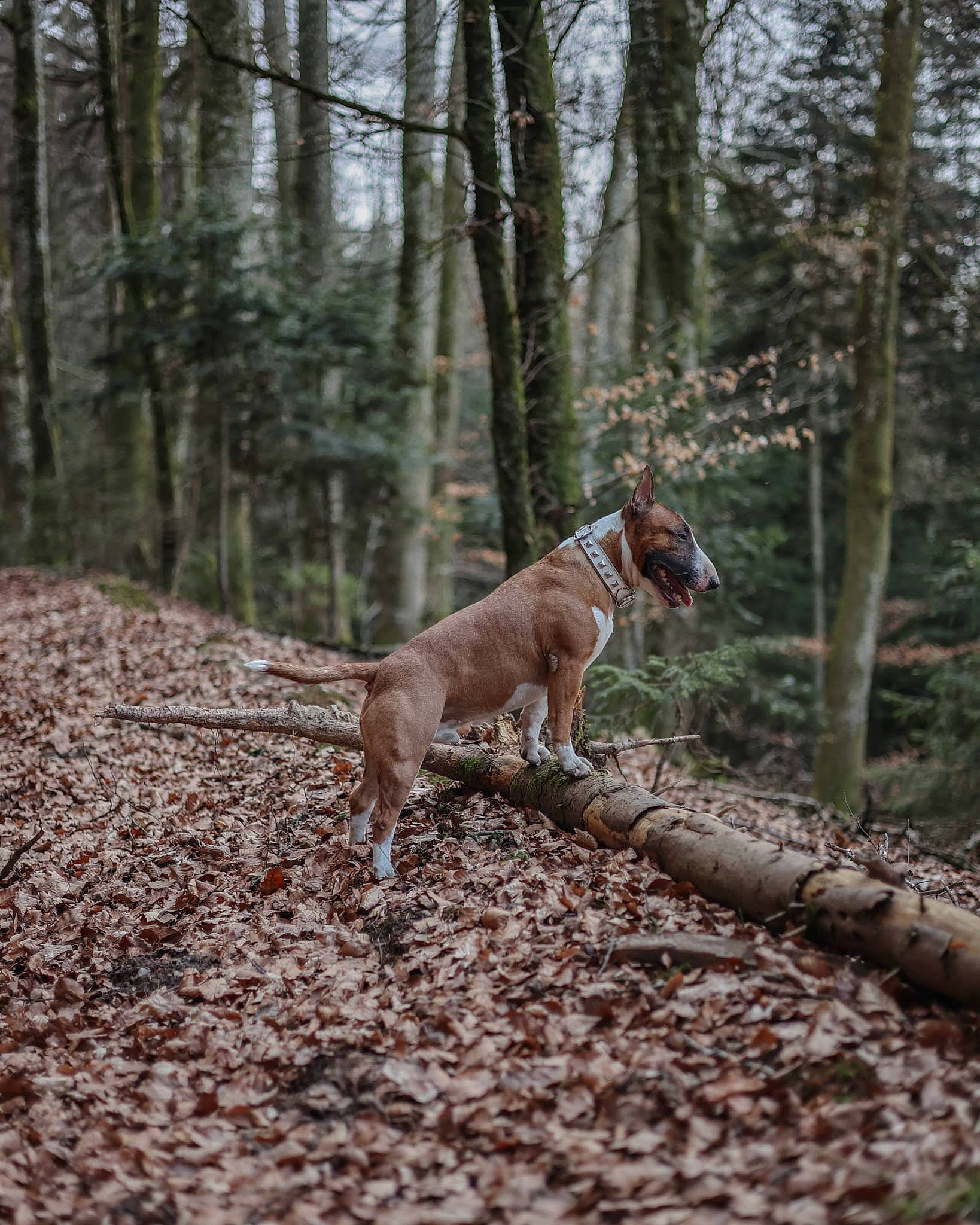 Gohan a rejoint le concours — aidez-le/la à gagner de superbes lots ! canidae, carnivore, deciduous, dog, dog_breed, fawn, forest, jungle, plant, snout, soil, sporting_group, tail, temperate_broadleaf_and_mixed_forest, terrestrial_animal, tree, trunk, wildlife, wood, woodland