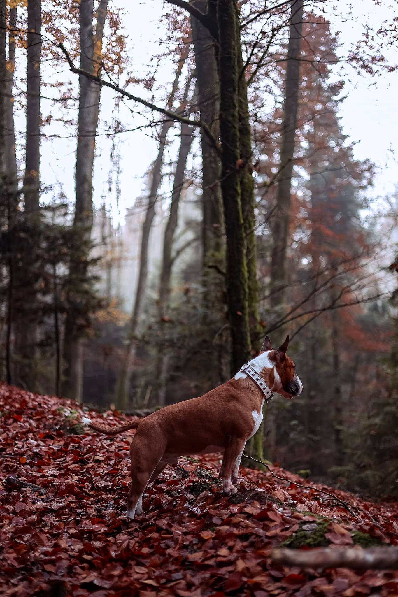 Gohan participe au concours pour gagner de l'argent avec cette photo : canidae, carnivore, companion_dog, deciduous, dog, dog_breed, fawn, forest, mammal, plant, sky, snout, sporting_group, tail, temperate_broadleaf_and_mixed_forest, tree, trunk, twig, wood, woodland