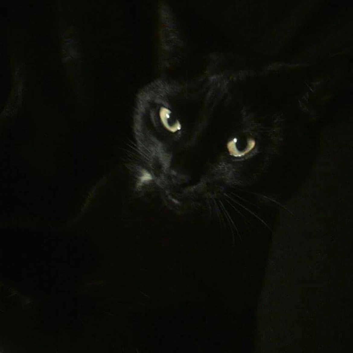 Phynx joined the competition — help win amazing prizes! alert, alone, animal, black_cat, cat, closeup, cute, dark, eyes, feline, fur, indoor, mysterious, nocturnal, pet, portrait, quiet, shadow, watchful, whiskers