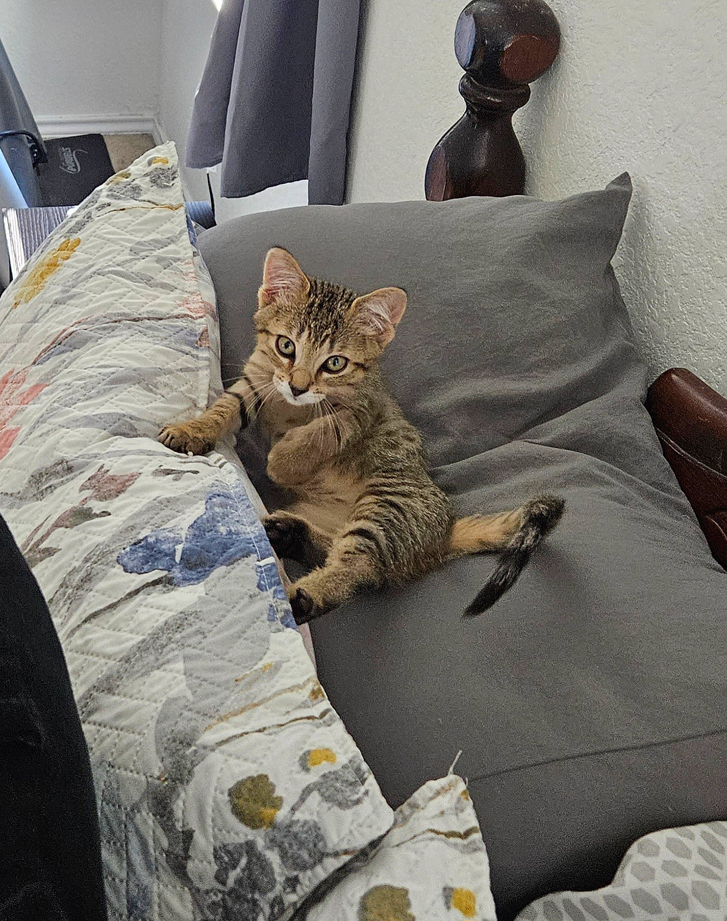 Lennox joined the competition — help win amazing prizes! bed, bedding, bedroom, carnivore, cat, comfort, couch, felidae, furniture, grey, interior_design, linens, mammal, pillow, room, small_to_medium_sized_cats, textile, throw_pillow, whiskers, wood