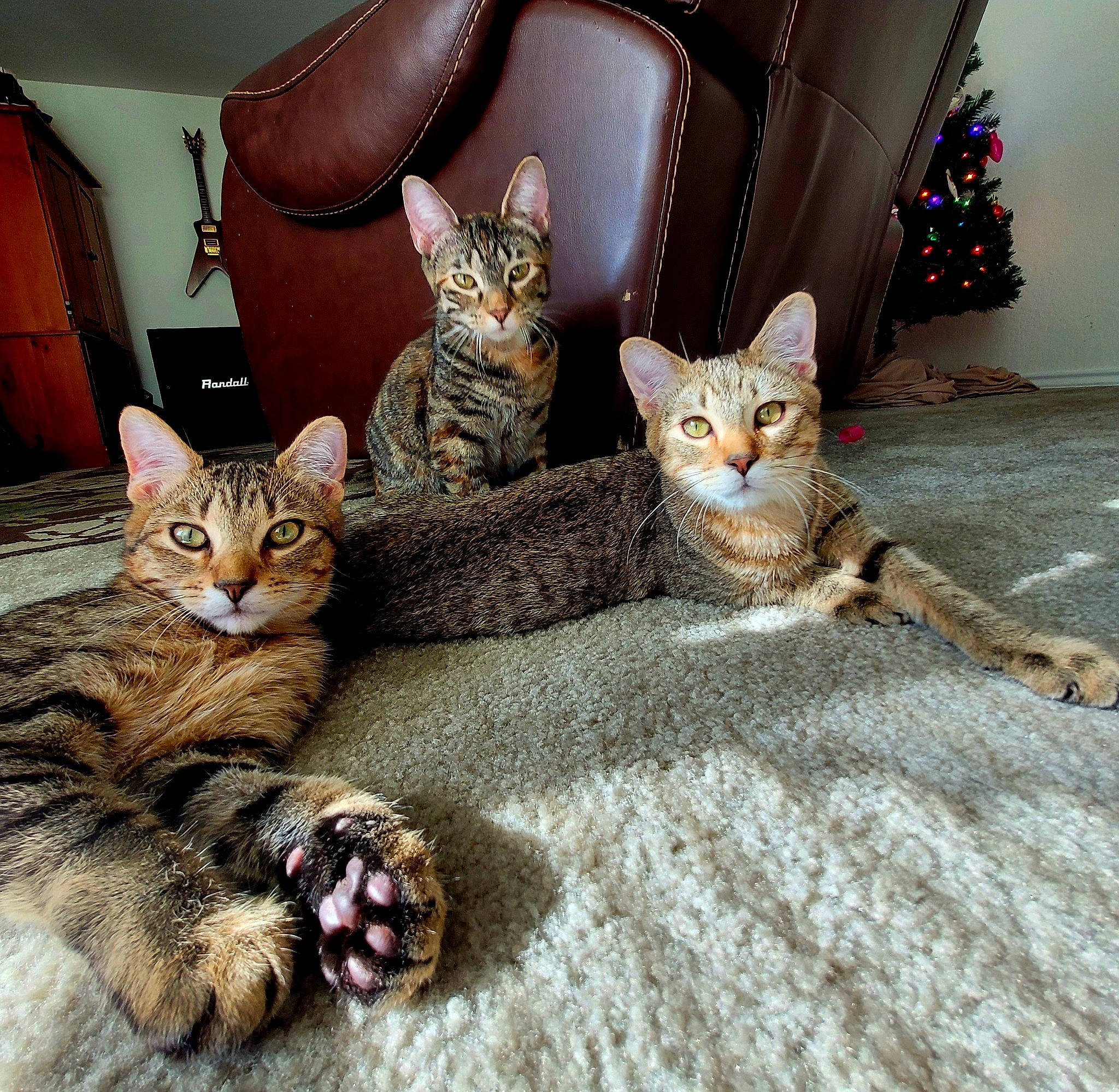 Lennox is registered to the contest to win money with this photo: carnivore, cat, comfort, curtain, domestic_short_haired_cat, fawn, felidae, fur, linens, mammal, paw, pet_supply, room, sitting, small_to_medium_sized_cats, snout, tail, terrestrial_animal, vertebrate, whiskers