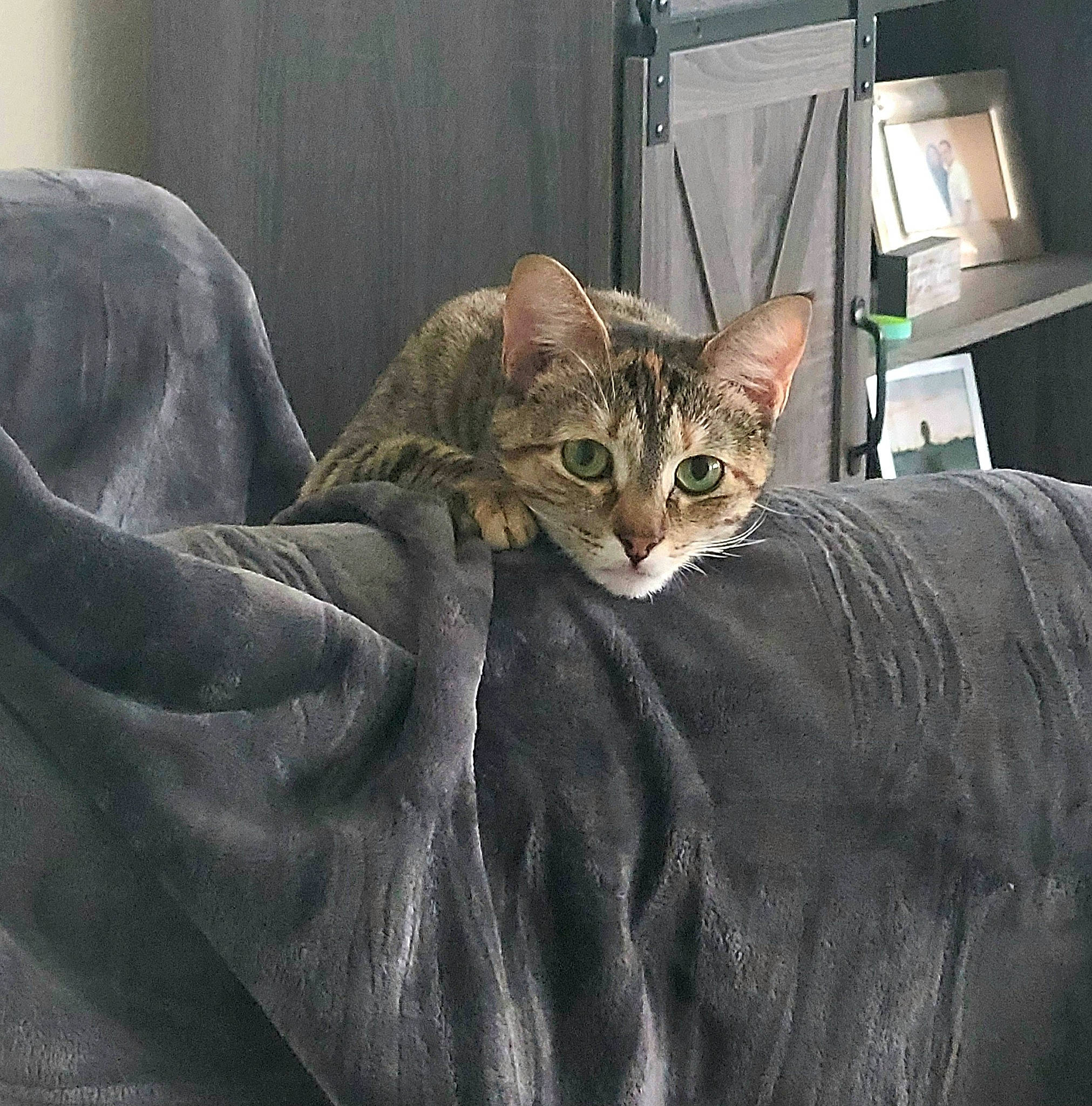 Lucy joined the competition — help win amazing prizes! carnivore, cat, cat_supply, claw, comfort, couch, domestic_short_haired_cat, fawn, felidae, fur, grey, linens, room, small_to_medium_sized_cats, snout, tail, terrestrial_animal, whiskers, wildlife, window