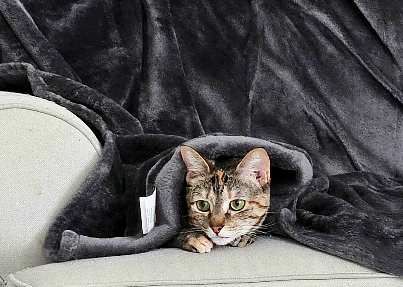 Lucy is registered to the contest to win money with this photo: carnivore, cat, claw, comfort, couch, domestic_short_haired_cat, felidae, fur, grey, linens, nap, paw, road_surface, sitting, small_to_medium_sized_cats, snout, tail, whiskers, window