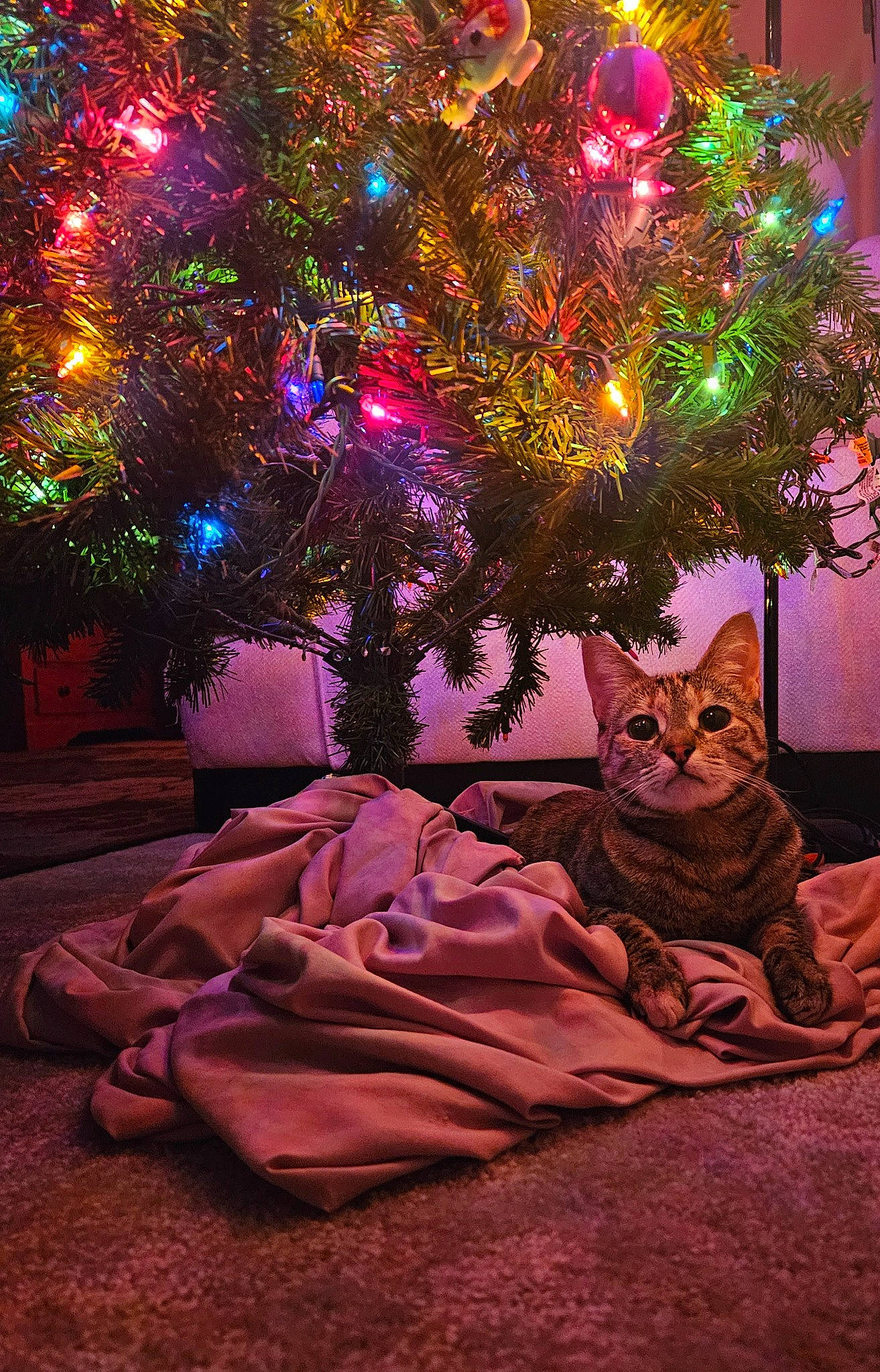 Lucy joined the competition — help win amazing prizes! carnivore, cat, christmas_decoration, christmas_ornament, christmas_tree, decoration, event, evergreen, felidae, holiday_ornament, light, magenta, ornament, pink, plant, purple, small_to_medium_sized_cats, tree, whiskers, window