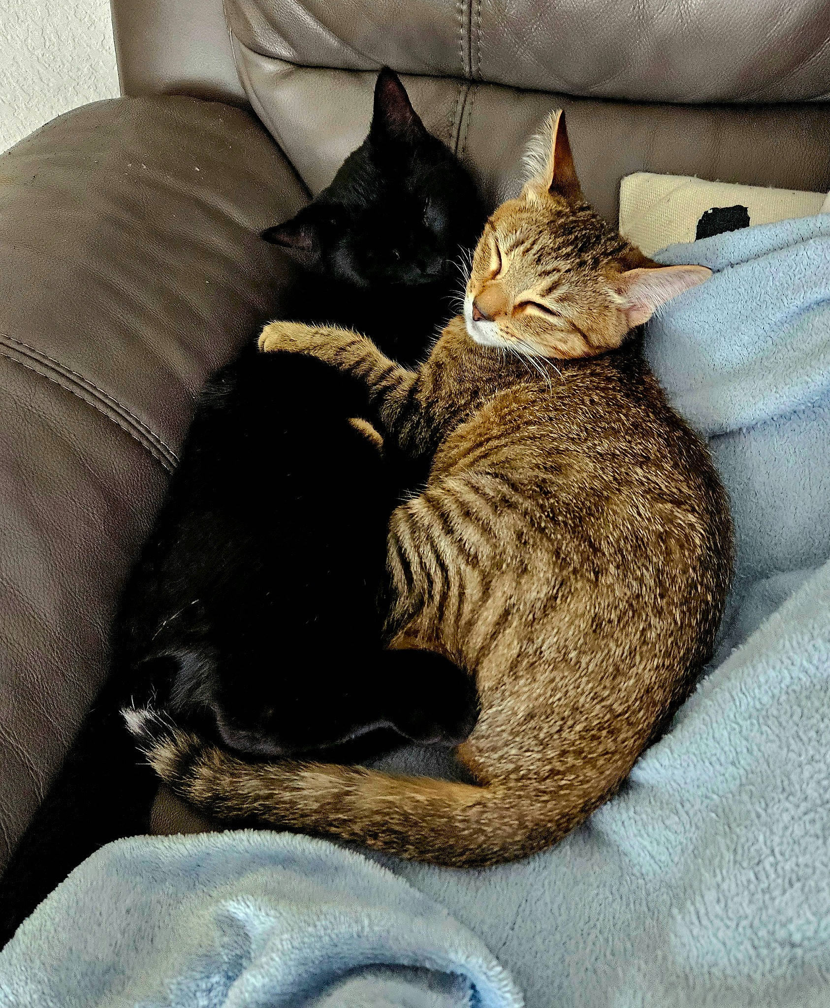 Loki is registered to the contest to win money with this photo: bombay, carnivore, cat, cat_bed, cat_supply, claw, comfort, couch, domestic_short_haired_cat, felidae, fur, grey, linens, nap, paw, pillow, small_to_medium_sized_cats, snout, tail, whiskers