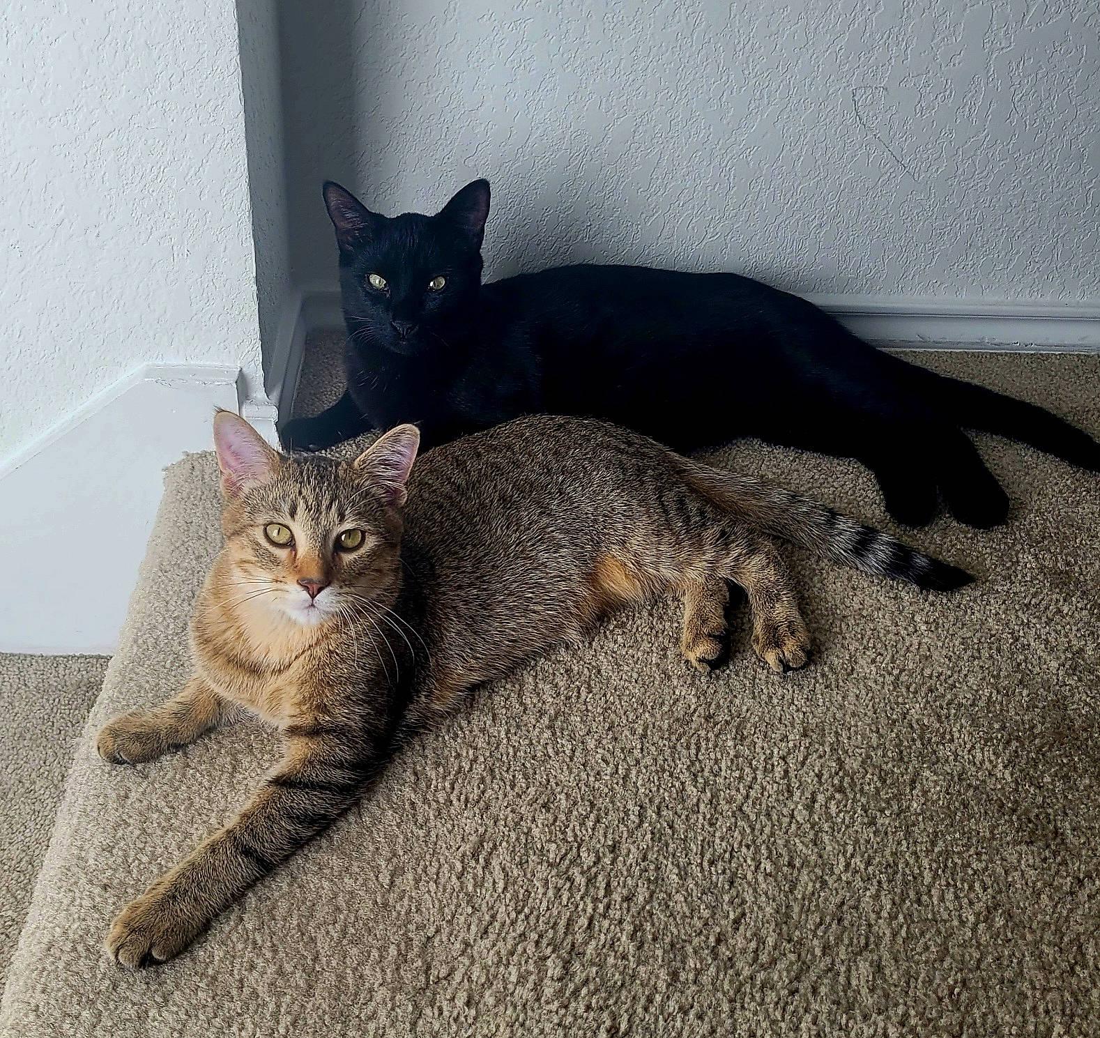 Loki is registered to the contest to win money with this photo: carnivore, cat, cat_supply, claw, comfort, domestic_short_haired_cat, eye, felidae, fur, grey, paw, sitting, small_to_medium_sized_cats, snout, tail, terrestrial_animal, whiskers