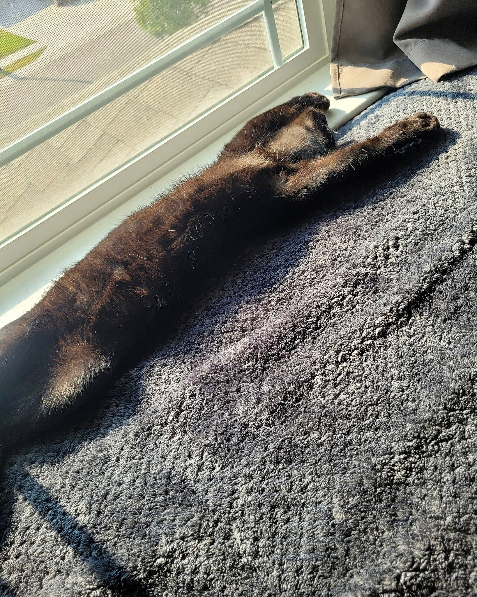 Loki is registered to the contest to win money with this photo: asphalt, carpet, flooring, fur, grass, human_leg, linens, metal, pattern, plant, road, road_surface, rock, shadow, soil, tail, tints_and_shades, trunk, wood, wool