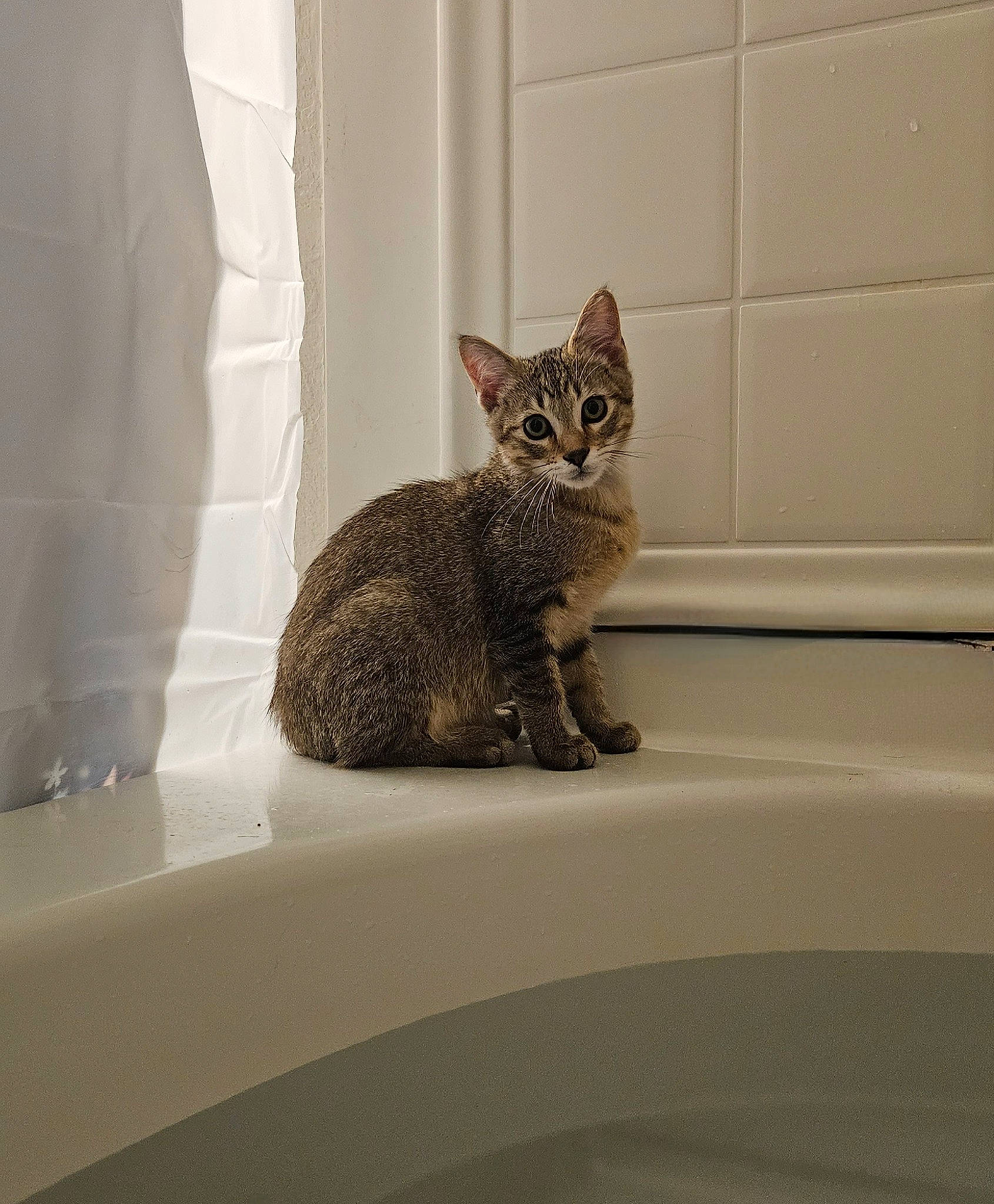 Leon is registered to the contest to win money with this photo: bathroom, bathtub, carnivore, cat, curtain, domestic_short_haired_cat, fawn, felidae, fixture, floor, fur, grey, interior_design, plumbing_fixture, room, small_to_medium_sized_cats, snout, tail, whiskers, window
