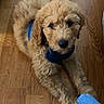 puppy, dog, curly_fur, blue_harness, wooden_floor, pet, indoor, playful, brown_fur, looking_up, front_legs, human_feet, sandals, blue_jeans, toenails, closeup, cute, domestic_animal, flooring, relaxed