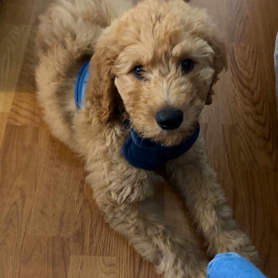 Albert