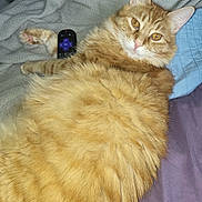 Gordon Ramsey joined the competition — help win amazing prizes! cat, orange_tabby, fluffy, feline, pet, animal, long_hair, striped, amber_eyes, whiskers, ears, paws, lying_down, relaxed, bed, blanket, pillow, remote_control, indoor, portrait