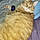 Gordon Ramsey