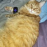 cat, orange_tabby, fluffy, feline, pet, animal, long_hair, striped, amber_eyes, whiskers, ears, paws, lying_down, relaxed, bed, blanket, pillow, remote_control, indoor, portrait