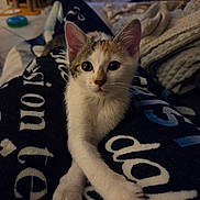 Arya a rejoint le concours — aidez-le/la à gagner de superbes lots ! kitten, cat, calico, tricolor, animal, pet, feline, portrait, close_up, sitting, crossed_paws, front_view, large_eyes, whiskers, ears, fur, blanket, indoors, cozy, home