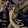 kitten, cat, calico, tricolor, animal, pet, feline, portrait, close_up, sitting, crossed_paws, front_view, large_eyes, whiskers, ears, fur, blanket, indoors, cozy, home