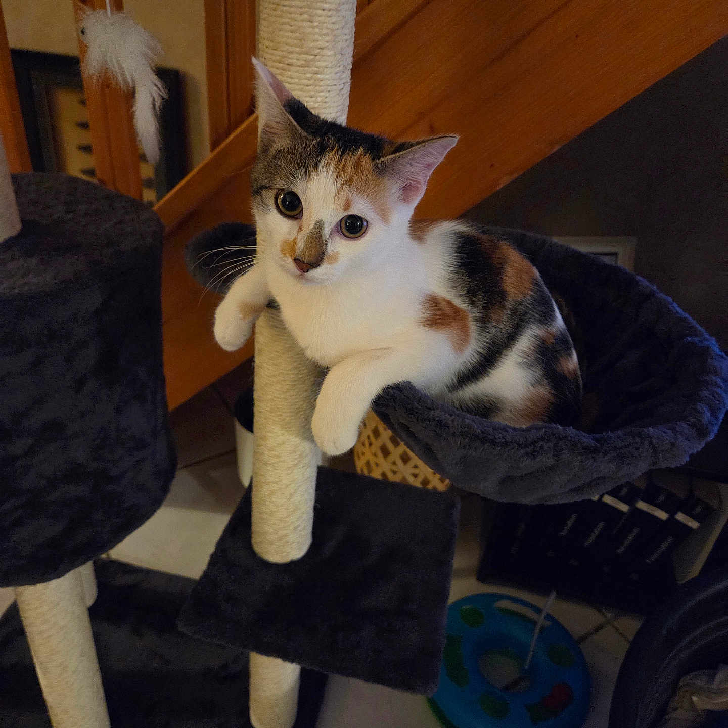 Arya a rejoint le concours — aidez-le/la à gagner de superbes lots ! cat, kitten, calico, pet, animal, feline, whiskers, ears, eyes, paws, cat_tree, scratching_post, pet_bed, indoor, home, furniture, play_area, sitting, relaxed, portrait