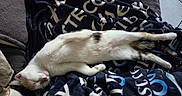Arya participe au concours pour gagner de l'argent avec cette photo : cat, calico_cat, sleeping, relaxed, stretching, lying_down, white_fur, orange_patches, black_patches, pet, animal, blanket, couch, indoors, cozy, resting, closed_eyes, whiskers, home, cute