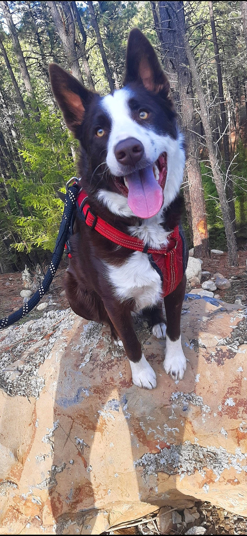 Boone joined the competition — help win amazing prizes! adventure, canidae, carnivore, collar, companion_dog, dog, dog_breed, dog_collar, dog_supply, fashion_accessory, fur, leash, plant, snout, sporting_group, tail, tree, walking, working_animal, working_dog