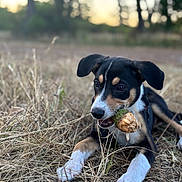 Aïka participe au concours pour gagner de l'argent avec cette photo : animal, black_fur, blurred_background, brown_markings, canine, chewing, closeup, dog, ears, field, grass, lying_down, nature, outdoor, pine_cone, playful, puppy, sunset, white_paws, young_dog