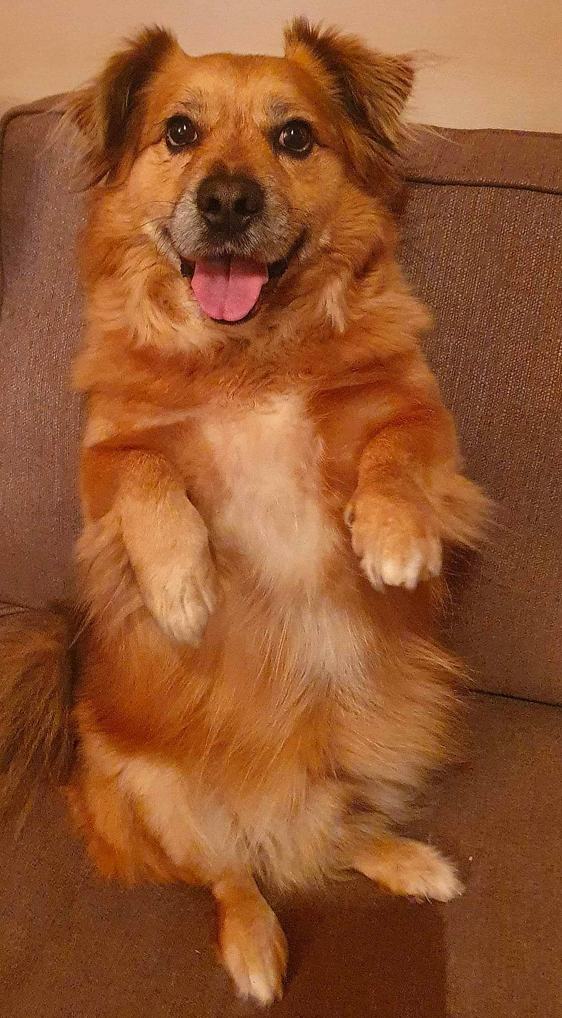 Buddy is registered to the contest to win money with this photo: ancient_dog_breeds, canidae, carnivore, companion_dog, dog, dog_breed, event, fawn, firefighter, flooring, fur, liver, paw, snout, sporting_group, whiskers, working_animal, working_dog