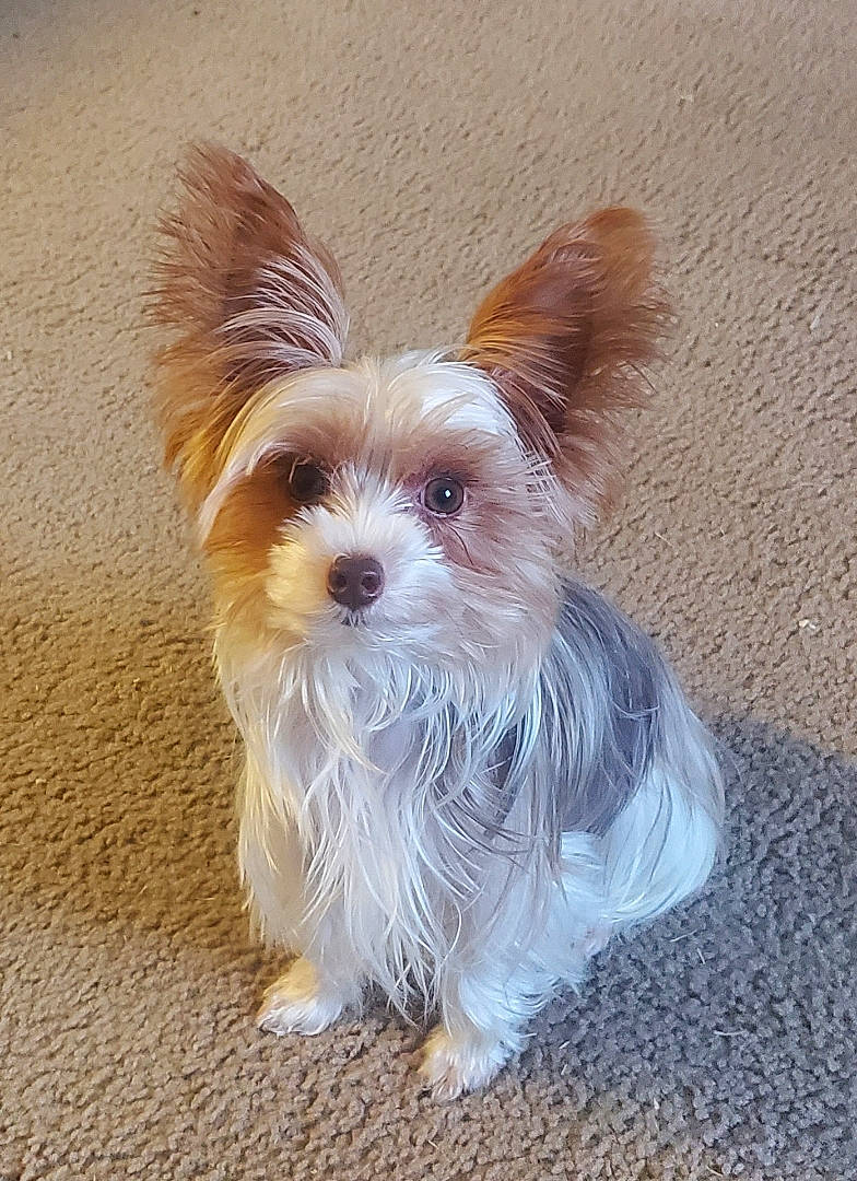 Ollie is registered to the contest to win money with this photo: australian_terrier, biewer_terrier, canidae, carnivore, companion_dog, dog, dog_breed, dog_supply, fawn, fur, liver, pet_supply, small_terrier, snout, sporting_group, terrier, toy_dog, water_dog, working_animal, yorkshire_terrier