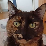 Queen participe au concours pour gagner de l'argent avec cette photo : cat, tortoiseshell_cat, indoor, pet, animal, feline, closeup, green_eyes, curious, whiskers, ears, fur, face, domestic_cat, household, cozy, decor, tree, wooden_furniture, background