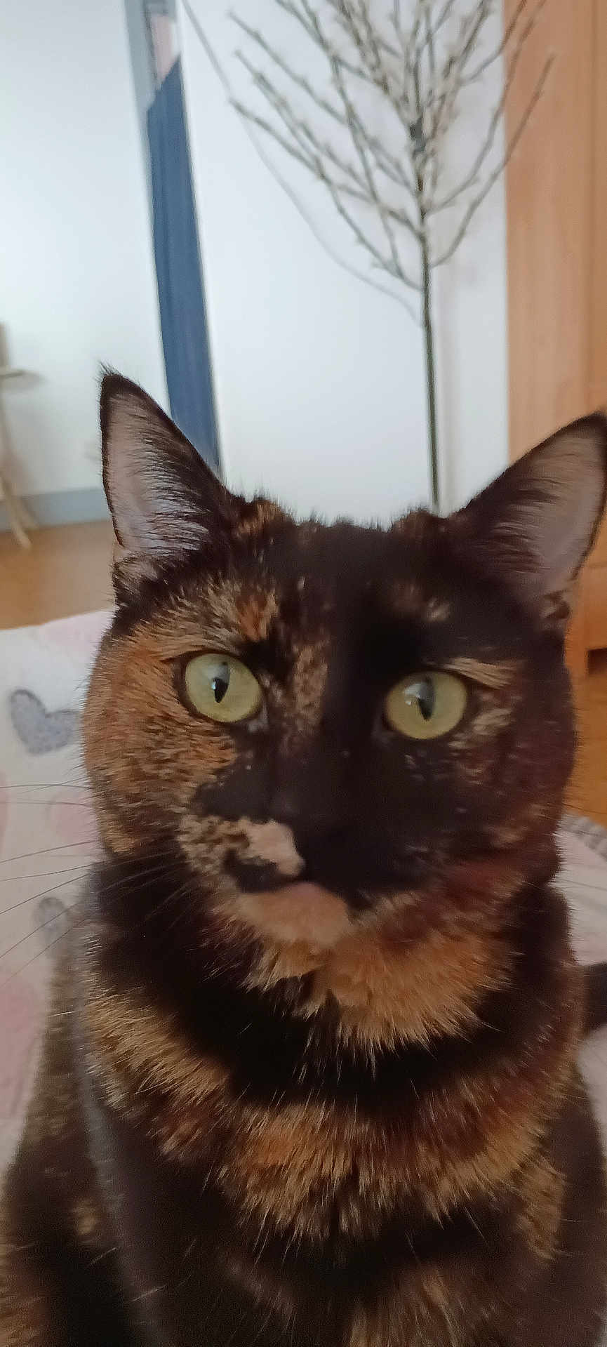 Queen participe au concours pour gagner de l'argent avec cette photo : cat, tortoiseshell_cat, indoor, pet, animal, feline, closeup, green_eyes, curious, whiskers, ears, fur, face, domestic_cat, household, cozy, decor, tree, wooden_furniture, background