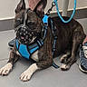 alert, animal, blue_harness, blue_leash, brindle, canine, dog, floor, harness, human_hand, indoor, leash, muzzle, paw, person, pet, resting, shoes, short_hair, tile_floor