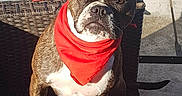 Boldeagle a rejoint le concours — aidez-le/la à gagner de superbes lots ! animal, bandana, brown, closeup, cute, dog, domestic, ears, expression, face, fence, outdoor, pet, red, shadow, sitting, sunlight, table, white, wicker