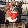 animal, bandana, brown, closeup, cute, dog, domestic, ears, expression, face, fence, outdoor, pet, red, shadow, sitting, sunlight, table, white, wicker