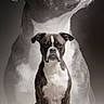 Boldeagle a rejoint le concours — aidez-le/la à gagner de superbes lots ! animal, artistic, background, black_and_white, brindle, canine, closeup, composition, dog, expression, isolated, looking_up, mammal, monochrome, pet, portrait, serious, sitting, studio, studio_lighting