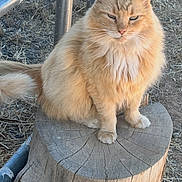 Fatso is registered to the contest to win money with this photo: cat, orange_cat, fluffy, tree_stump, outdoor, dry_grass, metal_pipes, animal, pet, feline, nature, wildlife, sitting, fur, whiskers, ears, tail, ground, daylight, rustic