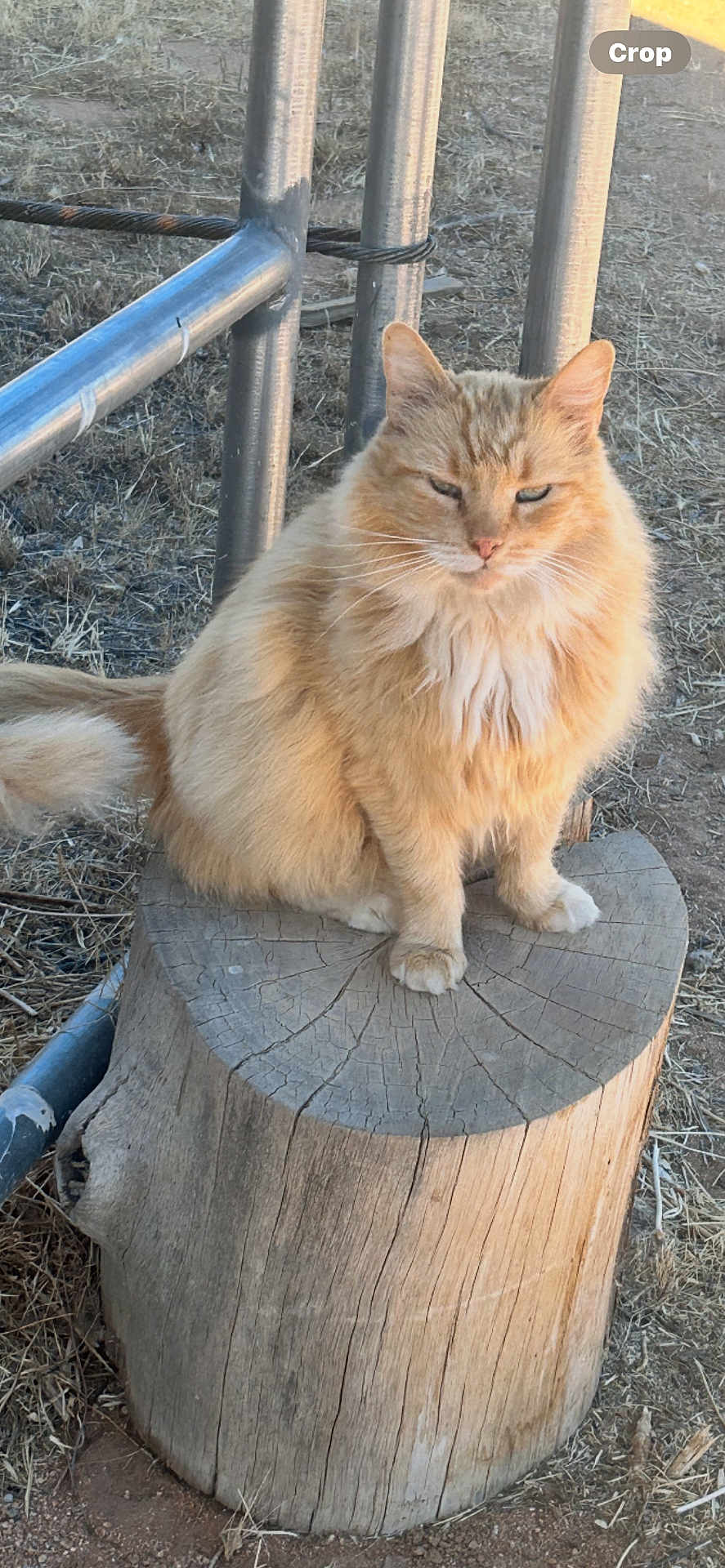 Fatso