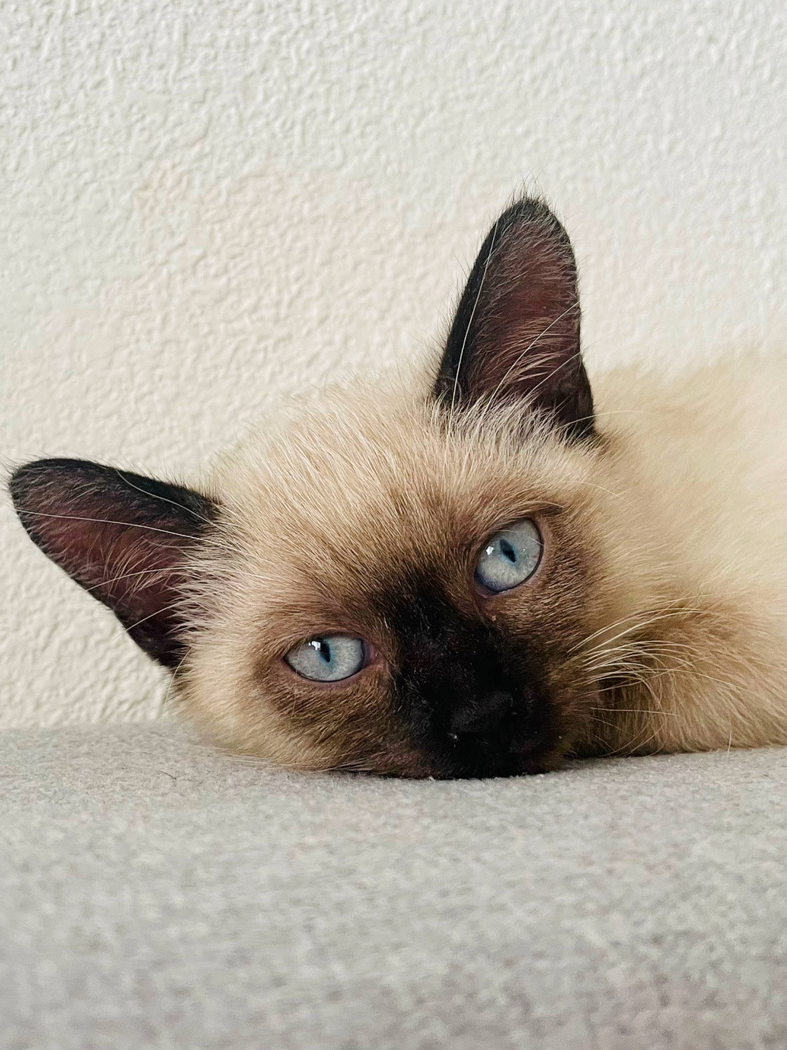 Lili a rejoint le concours — aidez-le/la à gagner de superbes lots ! birman, carnivore, cat, eye, face, fawn, felidae, fur, head, siamese, small_to_medium_sized_cats, snout, terrestrial_animal, whiskers