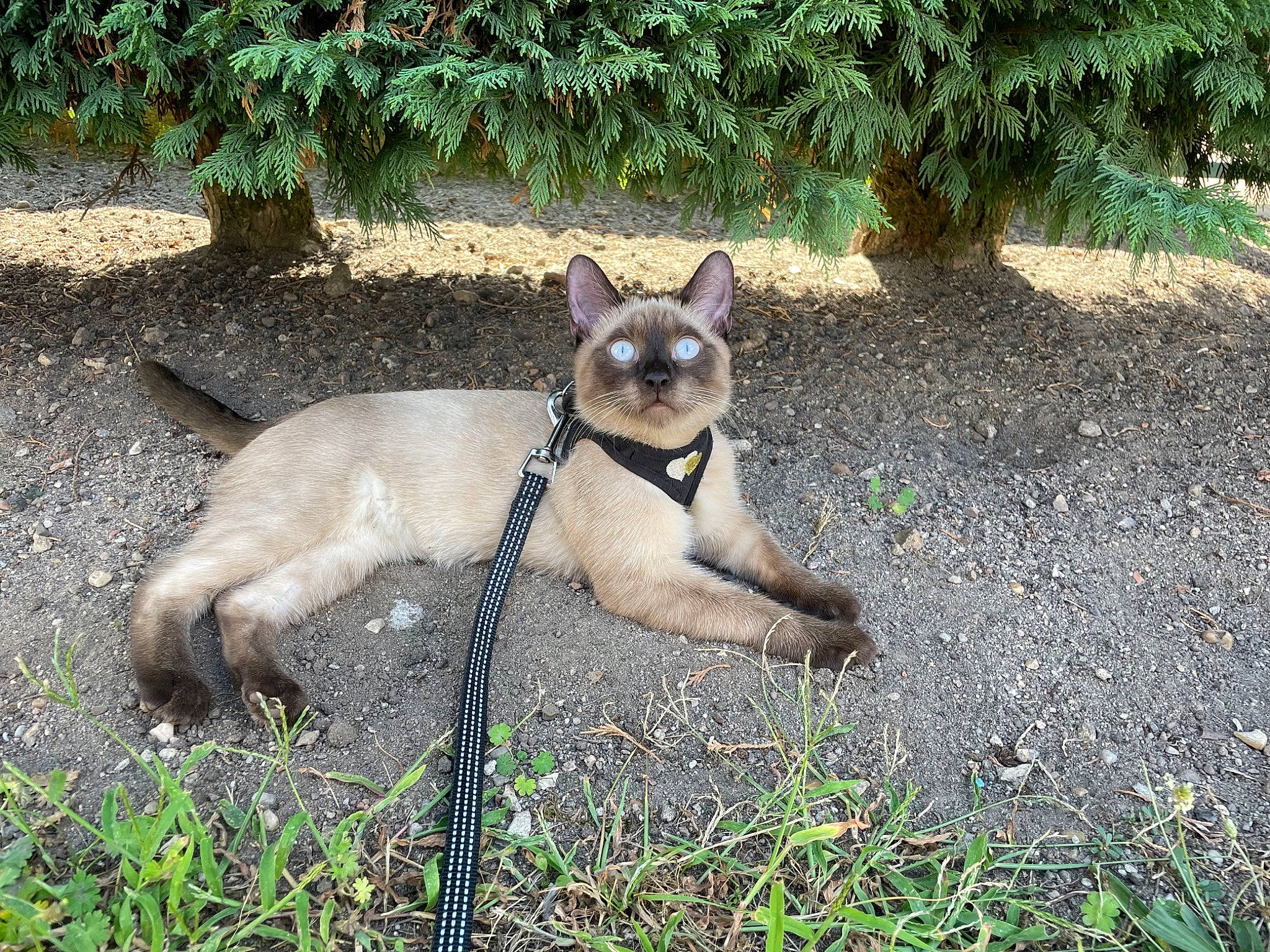 Lili participe au concours pour gagner de l'argent avec cette photo : canidae, carnivore, collar, companion_dog, dog_breed, fawn, felidae, grass, pet_supply, plant, shade, siamese, small_to_medium_sized_cats, snout, sporting_group, tail, terrestrial_animal, tree, whiskers, wildlife