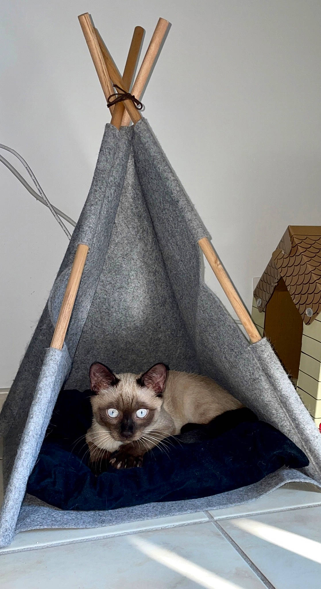 Lili participe au concours pour gagner de l'argent avec cette photo : art, carnivore, cat, cat_supply, comfort, couch, domestic_short_haired_cat, fashion_accessory, fawn, felidae, fur, grey, house, mammal, musical_instrument, small_to_medium_sized_cats, tail, vertebrate, whiskers, wood