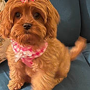 Honey is registered to the contest to win money with this photo: dog, brown, fluffy, bow, scarf, pet, cute, sitting, indoor, couch, fur, small_dog, accessory, adorable, animal, companion, domestic_animal, face, tail, looking