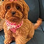 dog, brown, fluffy, bow, scarf, pet, cute, sitting, indoor, couch, fur, small_dog, accessory, adorable, animal, companion, domestic_animal, face, tail, looking
