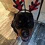 dog, rottweiler, antlers, costume, indoor, floor, pet, animal, black, brown, happy, playful, cute, looking_up, canine, smiling, festive, holiday, cheerful, domestic