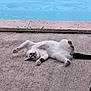 Tilou a rejoint le concours — aidez-le/la à gagner de superbes lots ! cat, white_cat, black_spots, lying_down, stretching, playful, outdoor, concrete, pool, relaxed, pet, animal, fur, paws, tail, daylight, texture, sidewalk, funny_pose, cute