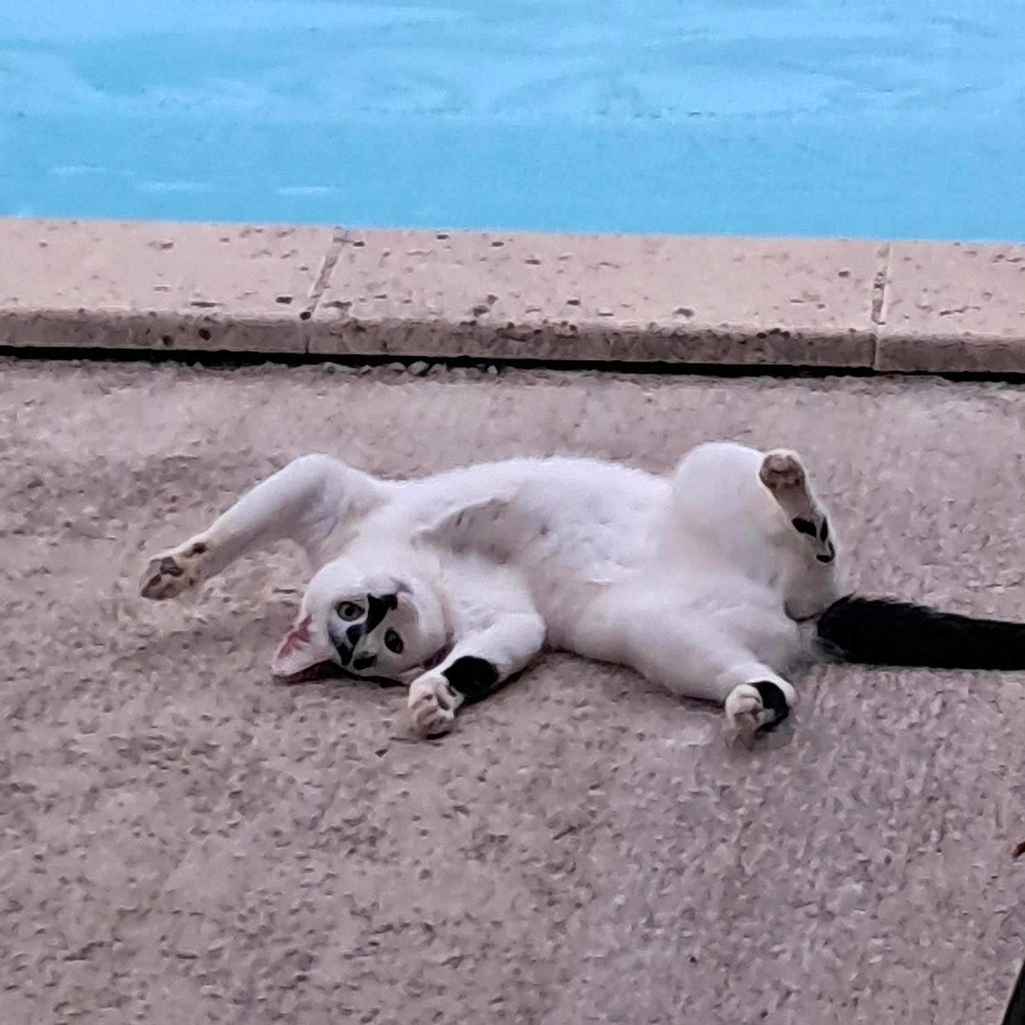Tilou a rejoint le concours — aidez-le/la à gagner de superbes lots ! animal, black_spots, cat, concrete, cute, daylight, funny_pose, fur, lying_down, outdoor, paws, pet, playful, pool, relaxed, sidewalk, stretching, tail, texture, white_cat