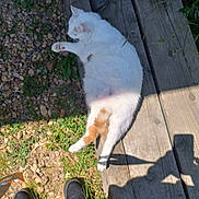 Nougat a rejoint le concours — aidez-le/la à gagner de superbes lots ! cat, white_cat, orange_patch, wooden_deck, grass, stones, shadow, boots, sunlight, outdoor, relaxing, animal, pet, nature, daylight, lying_down, fur, quiet, peaceful, resting