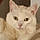 Nougat