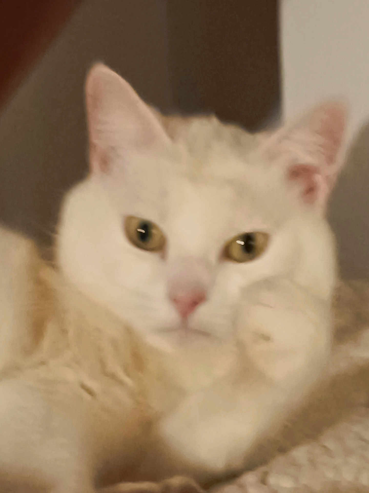 Nougat a rejoint le concours — aidez-le/la à gagner de superbes lots ! cat, white_cat, fur, pet, close_up, indoor, paw, face, animal, mammal, cute, feline, whiskers, ears, eyes, nose, domestic_animal, resting, soft, blurred