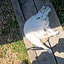 Nougat participe au concours pour gagner de l'argent avec cette photo : cat, white_cat, orange_spot, wooden_bench, sunlight, shadow, grass, greenery, pebbles, outdoor, relaxing, pet, nature, animal, daylight, resting, fur, bench, summer, lazy