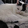 animal, black_patches, blanket, cat, closeup, cozy, cute, domestic_cat, fur, furry, indoor, paw, pet, relaxed, resting, sleeping, soft_texture, tail, whiskers, white_cat